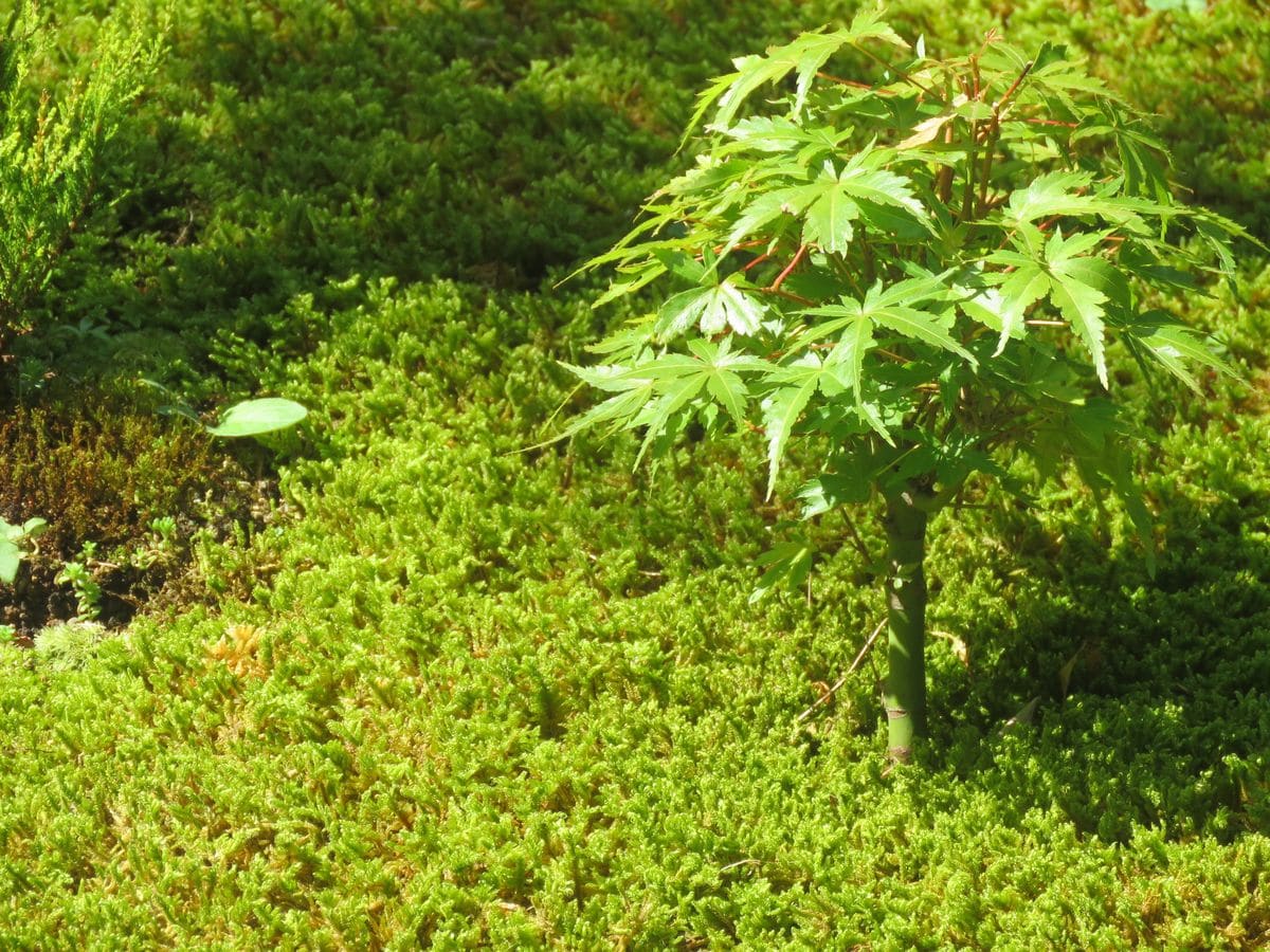 苔庭・ハイゴケとヤマモミジ