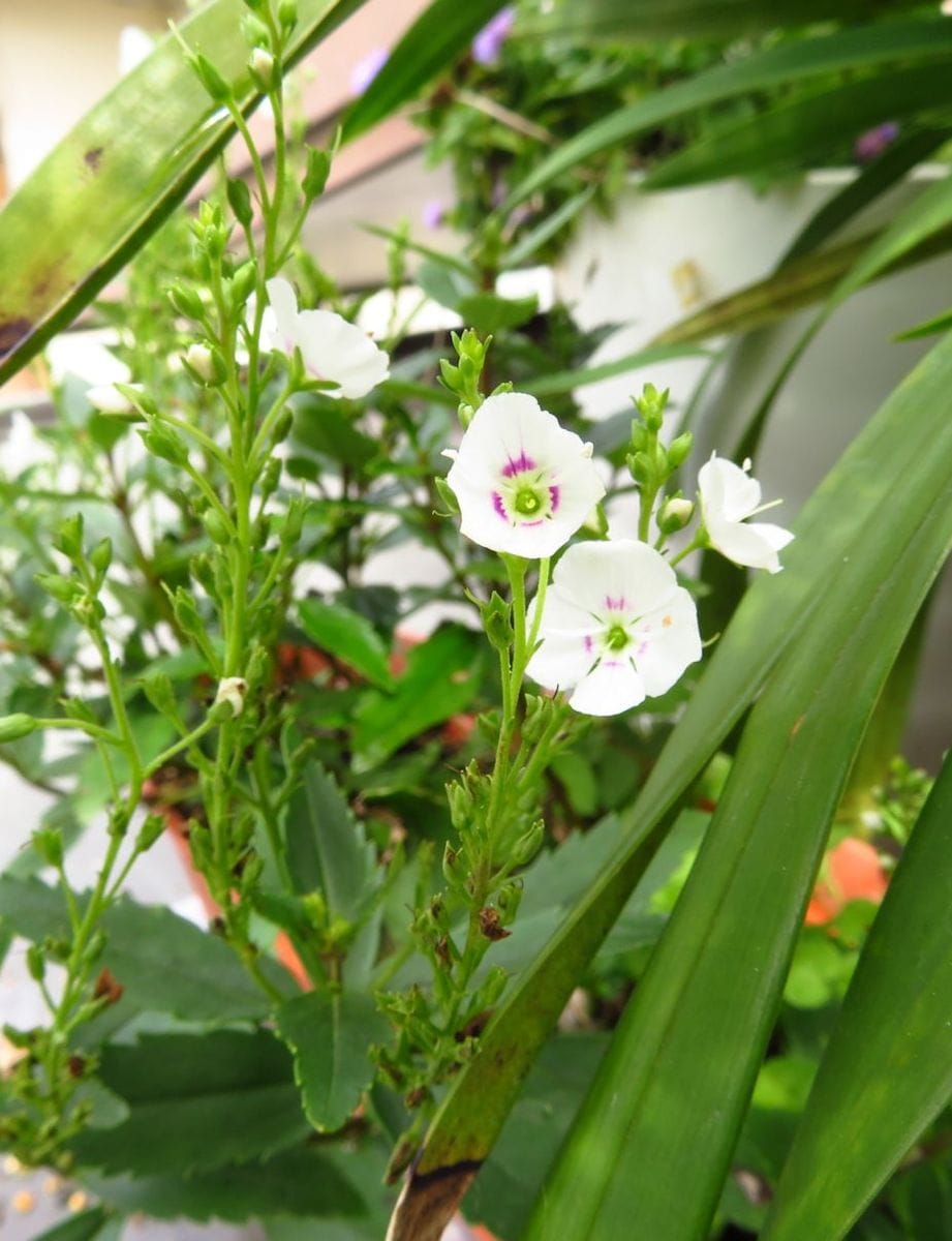 今日の花　('18.8.21)