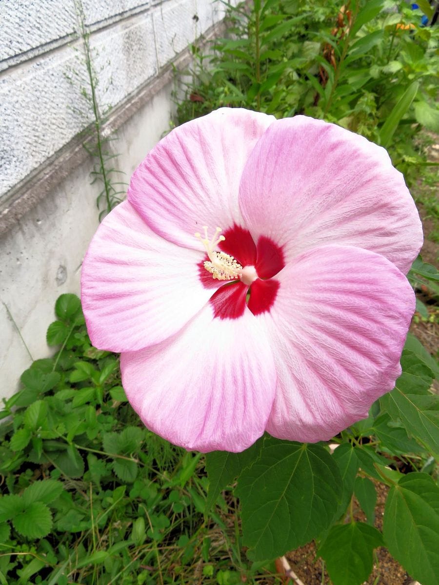 今日の花　(&#039;18.8.21)　庭編