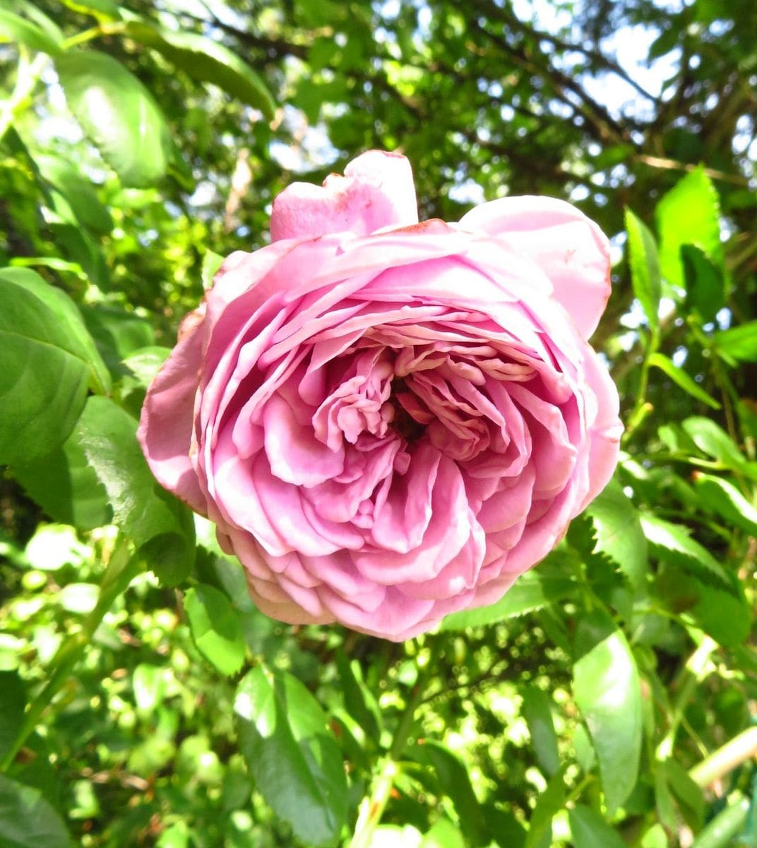 今日の花　('18.8.21)　庭編