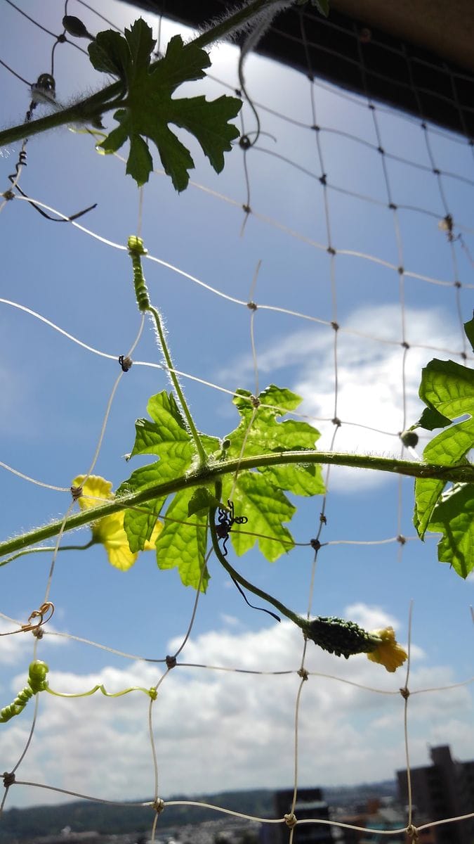 隠れてたゴーヤ🌿