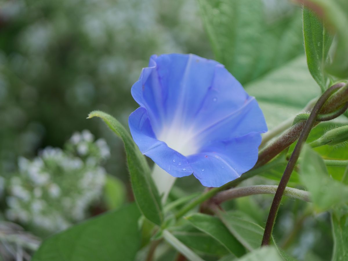 今朝の花