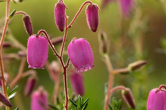 植物図鑑73種に写真を追加しました2018.8.22（タ～ラ行）