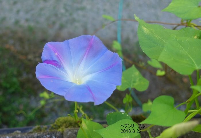 NaturalGarden四季を楽しむ花壇　8/22