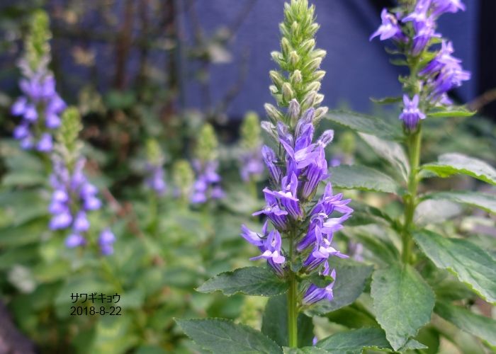 NaturalGarden四季を楽しむ花壇　8/22