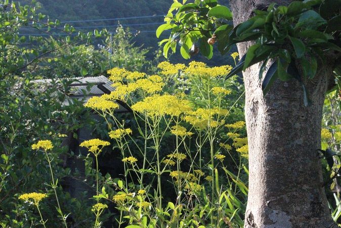 元気をもらえる黄色の花