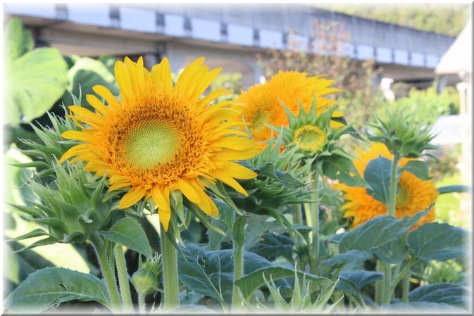 元気をもらえる黄色の花