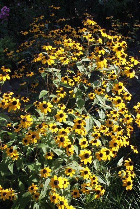 元気をもらえる黄色の花