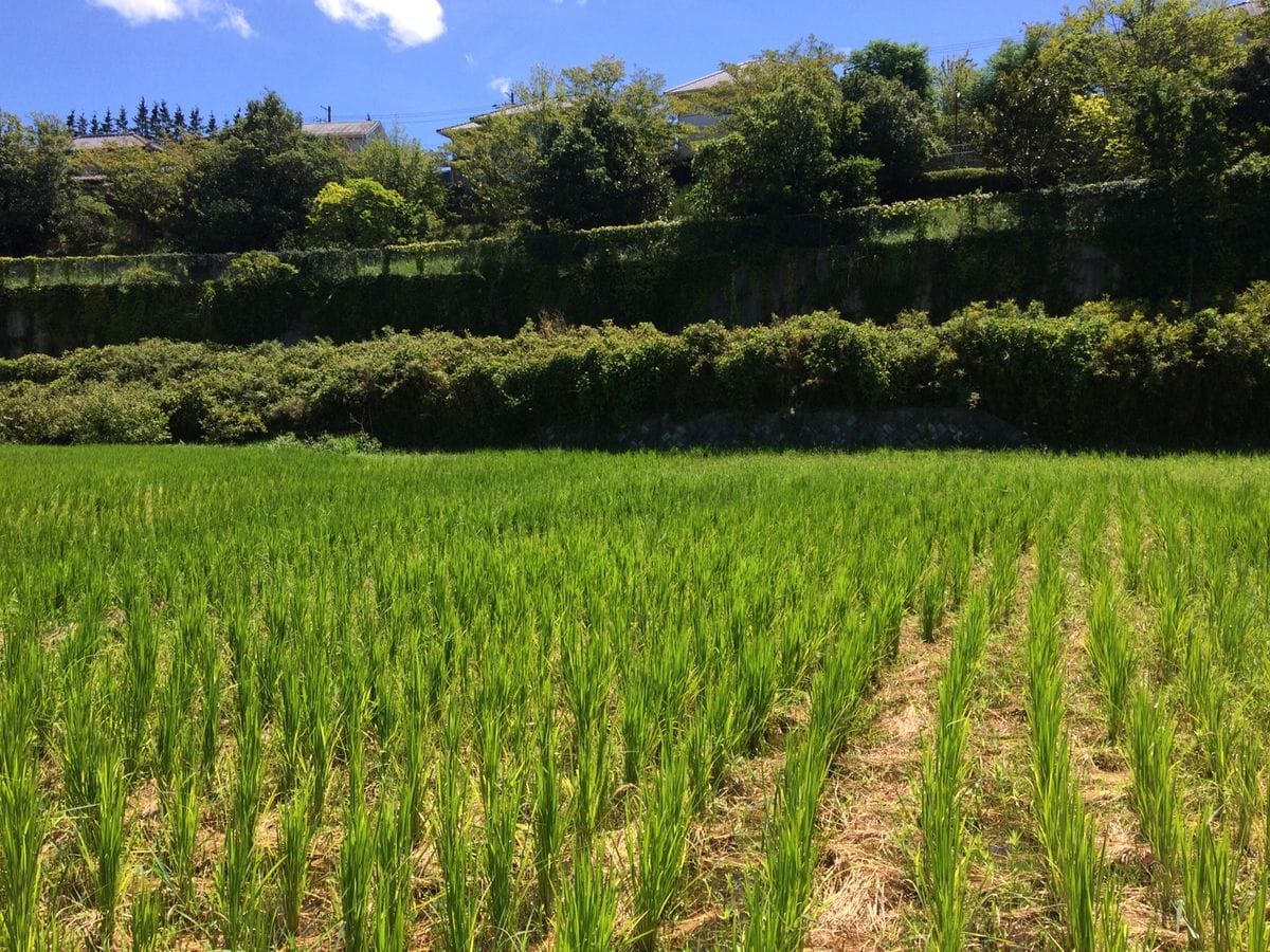 田んぼの草刈り