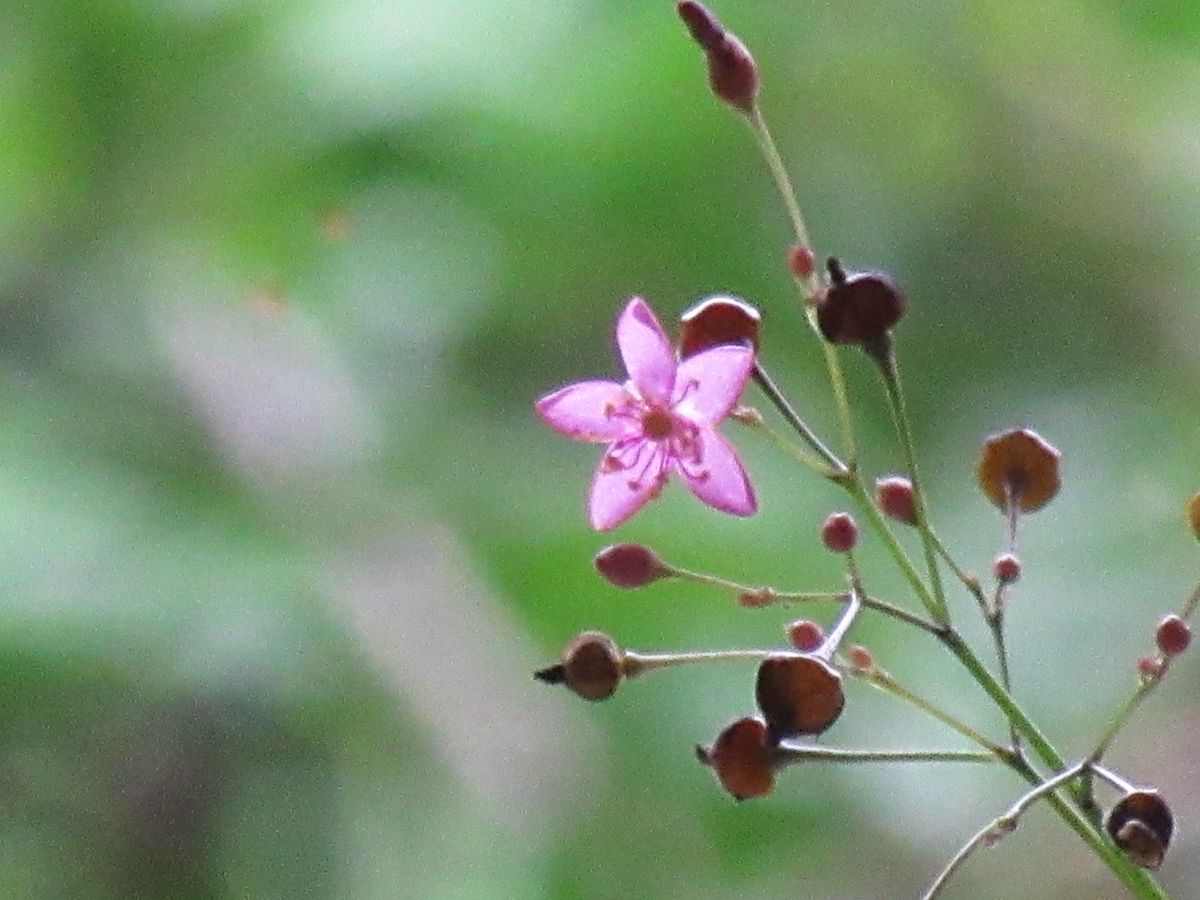 由愛(ゆめ)の花日記♪