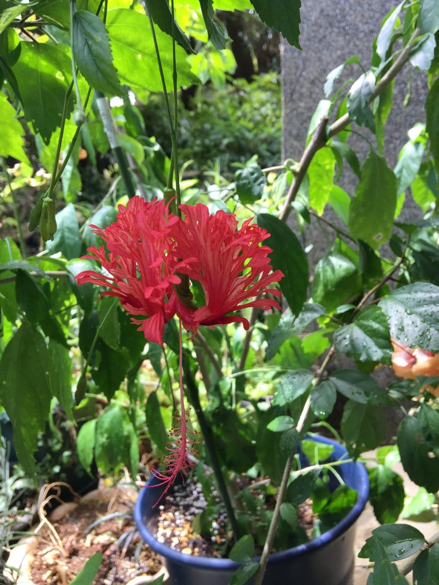 今日の花