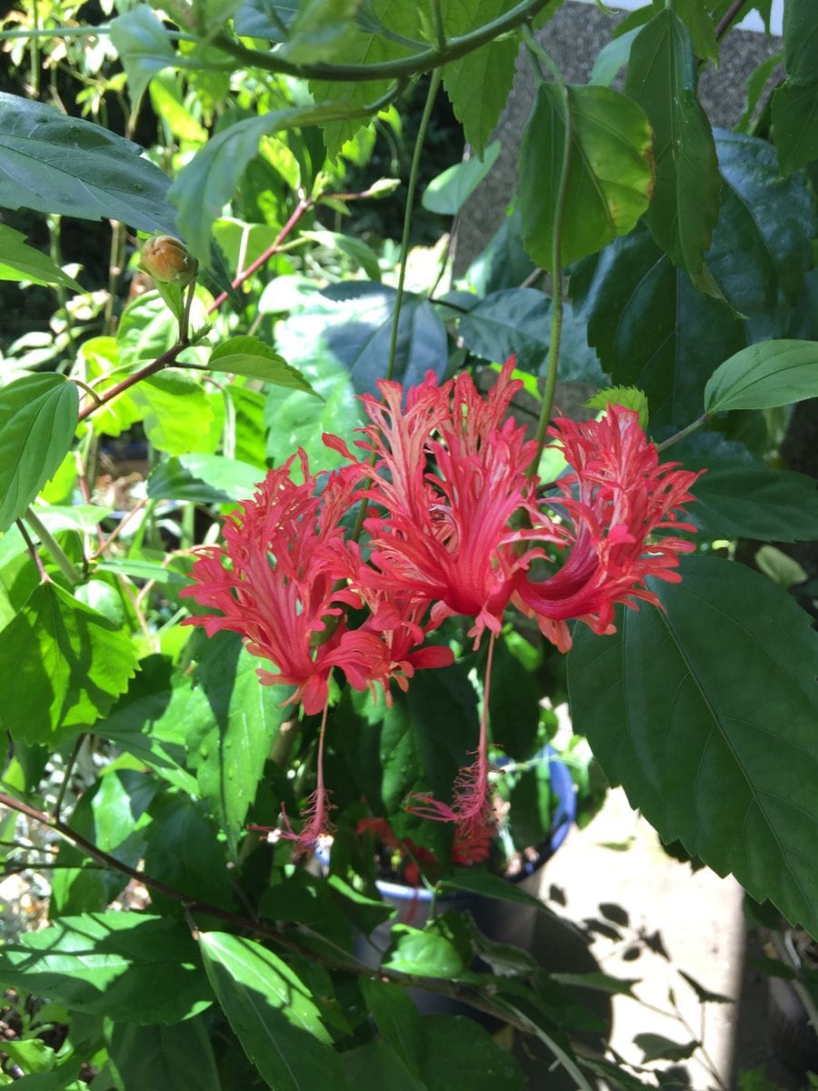 今日の花