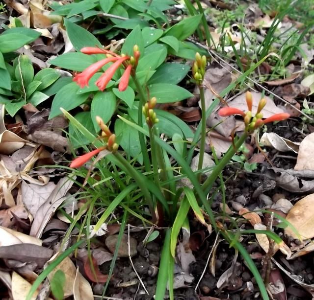 教えて下さいこの花