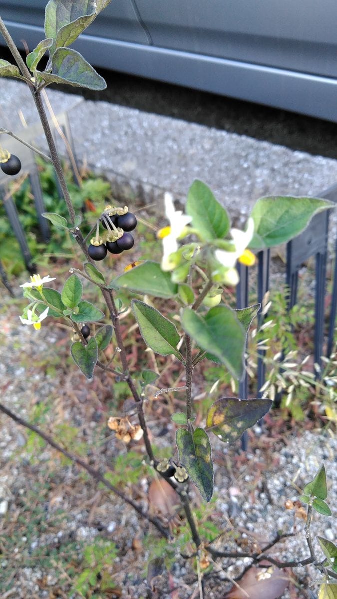 ハナトラノオとムラサキゴテンの花❗