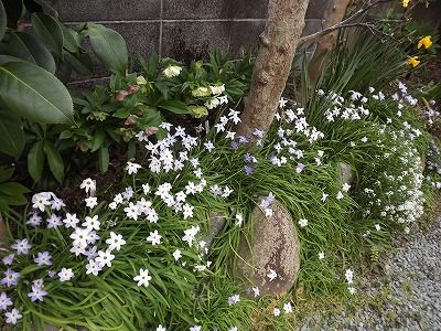 植え替え✿