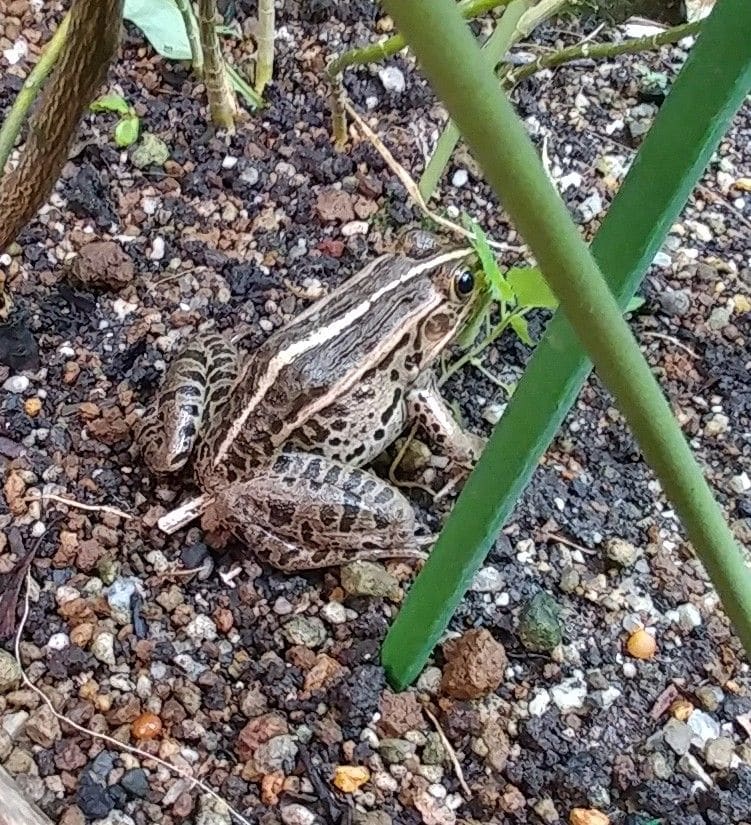 台風の掃除中です　🐸写真