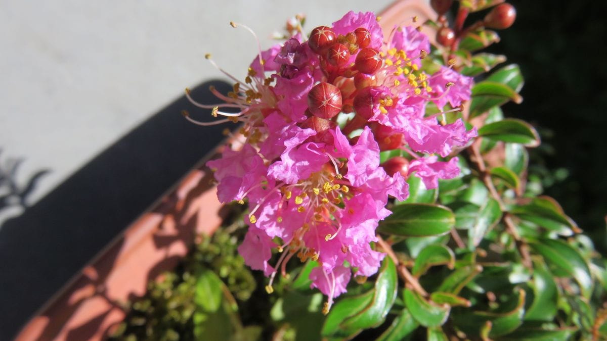 寄せ植え盆栽の花-サルスベリチカソー