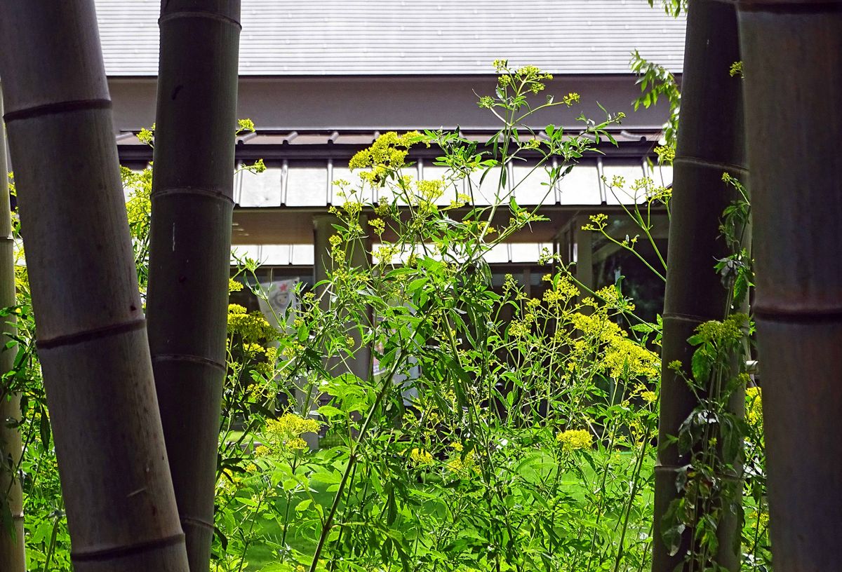 竹林から望む女郎花