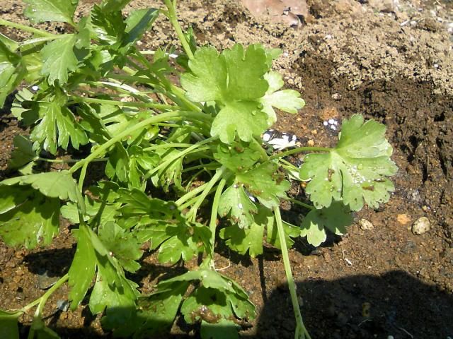 芽が出ました