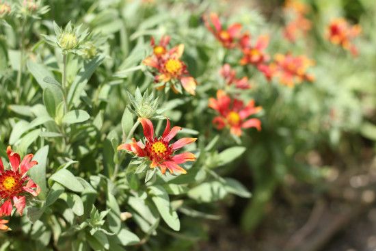 ８月の荒れ地ガーデン