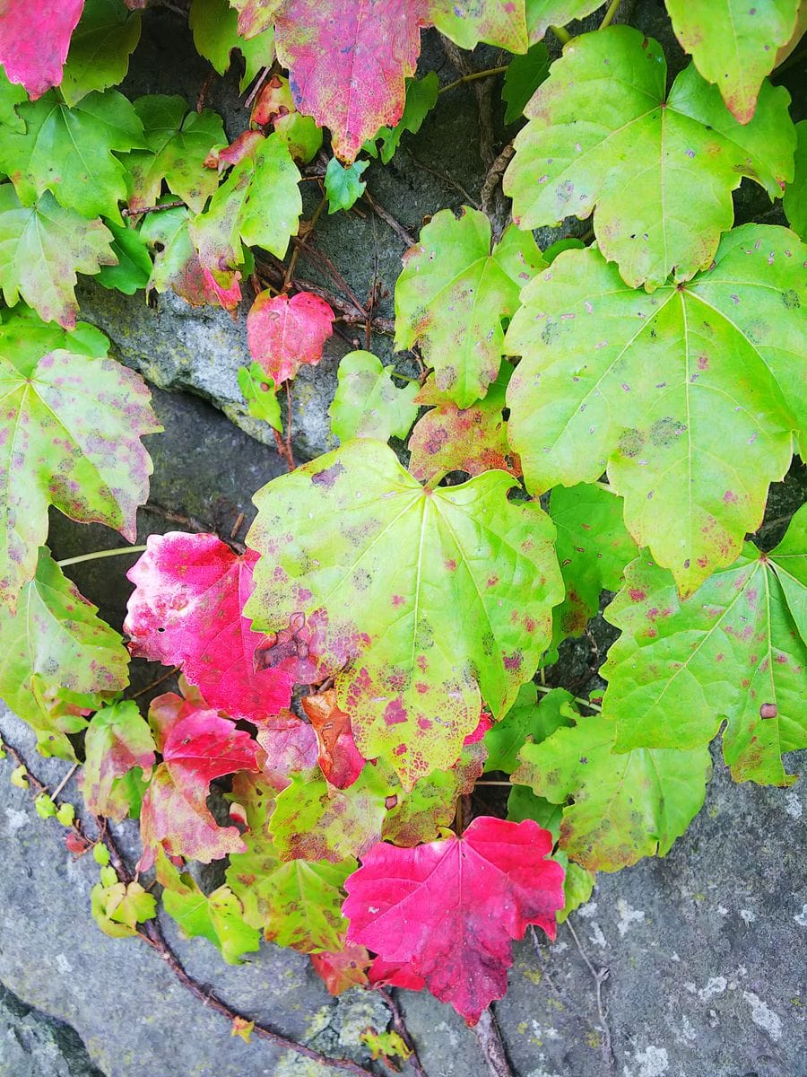 函館散歩で秋の気配🍁