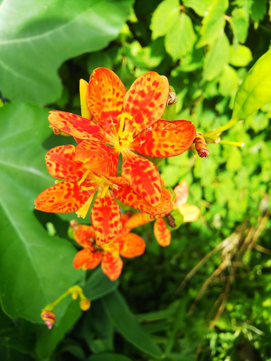 函館散歩で見かけた花🌼