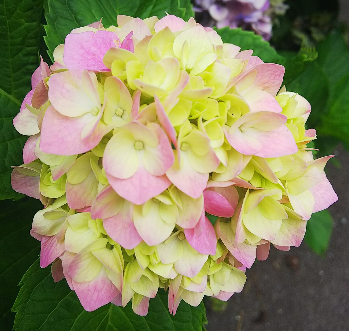 夏の名残紫陽花とシュウメイギク