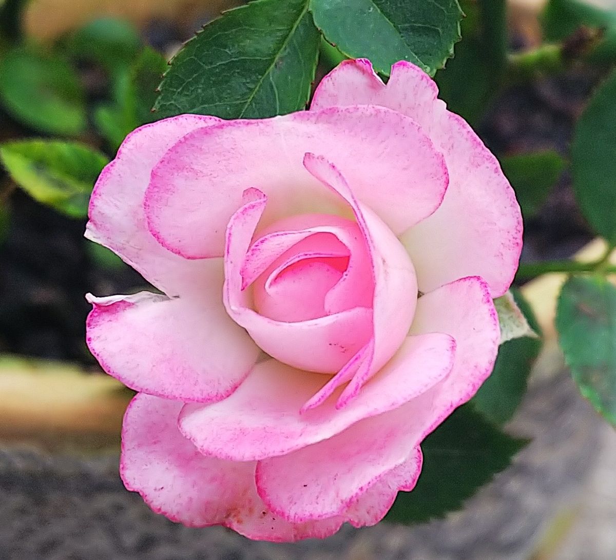 曇りと小雨の朝🌹バラ