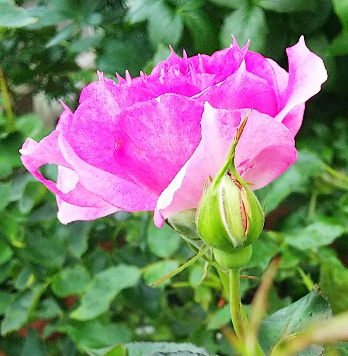 曇りと小雨の朝🌹バラ