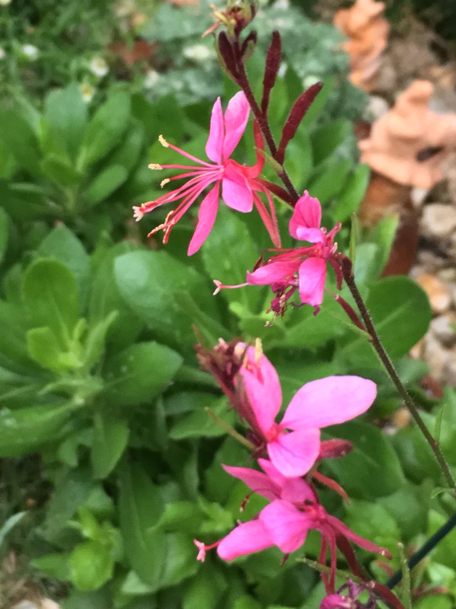 色々なお花さん🎵 ②