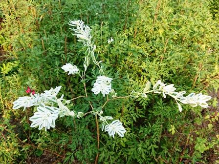 荒れた花壇