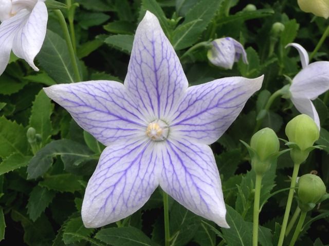 涼しげな花色のキキョウです