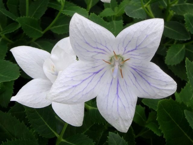 涼しげな花色のキキョウです