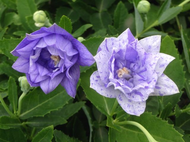 涼しげな花色のキキョウです