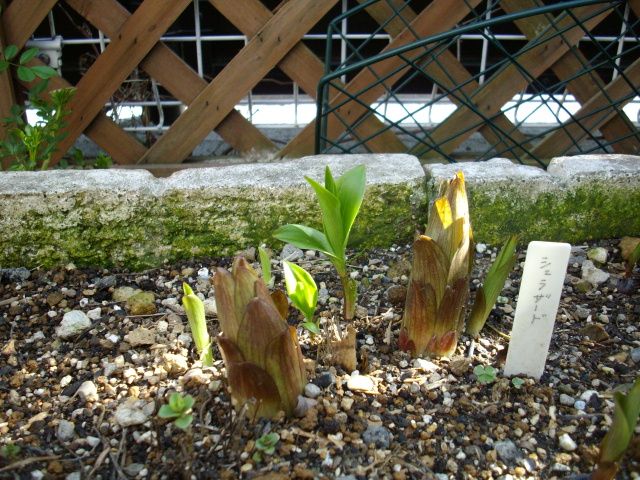 ユリのお花のよう