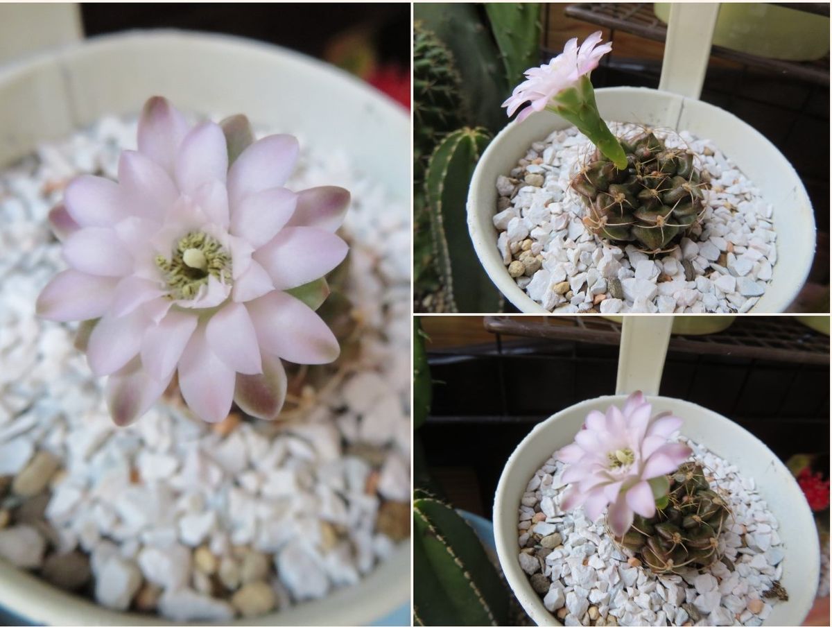 🌵小さな花が咲いた🙌🙌🙌