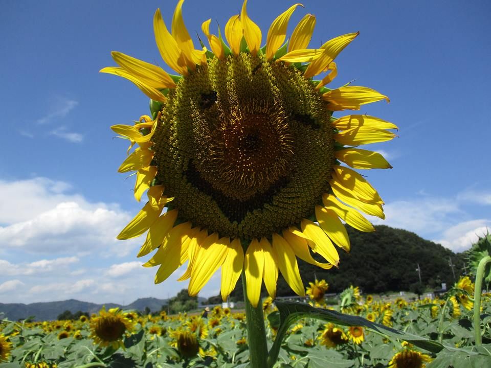 笠岡の夏（ひまわり）