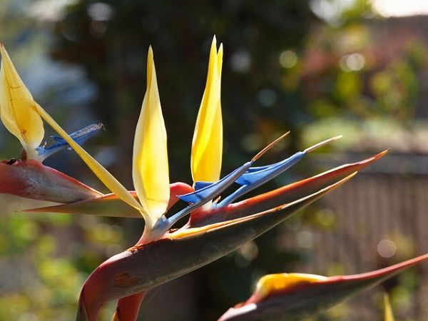 マンデラスゴールド