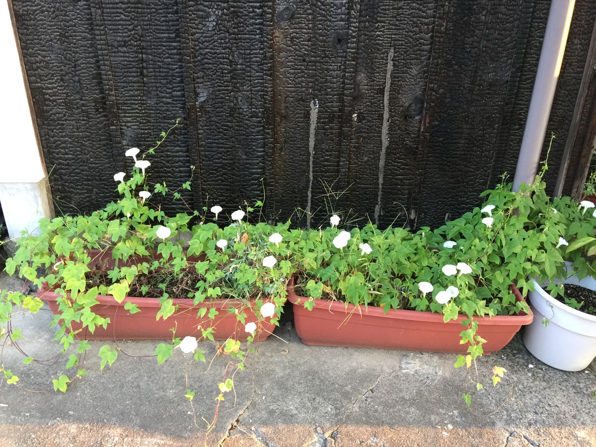 今日の花