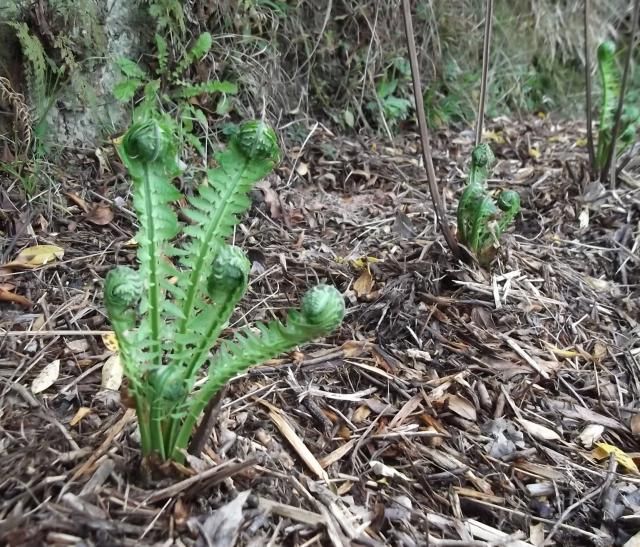 食べれる植物