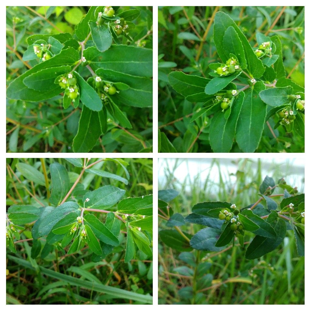 今日の雑草