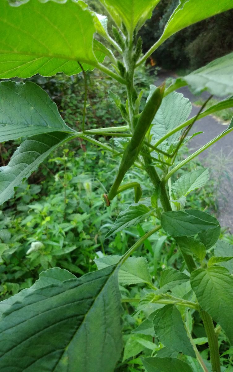 今日の雑草