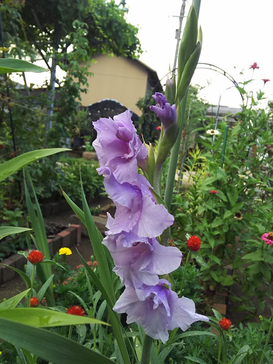 8月の終わりの花壇🌱🌼