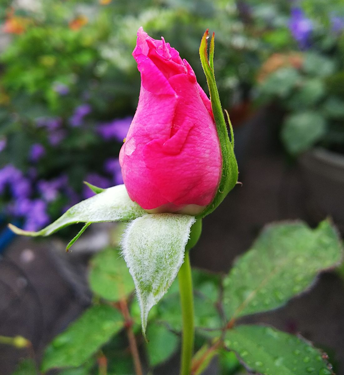 バラの花が輪になりました🍀