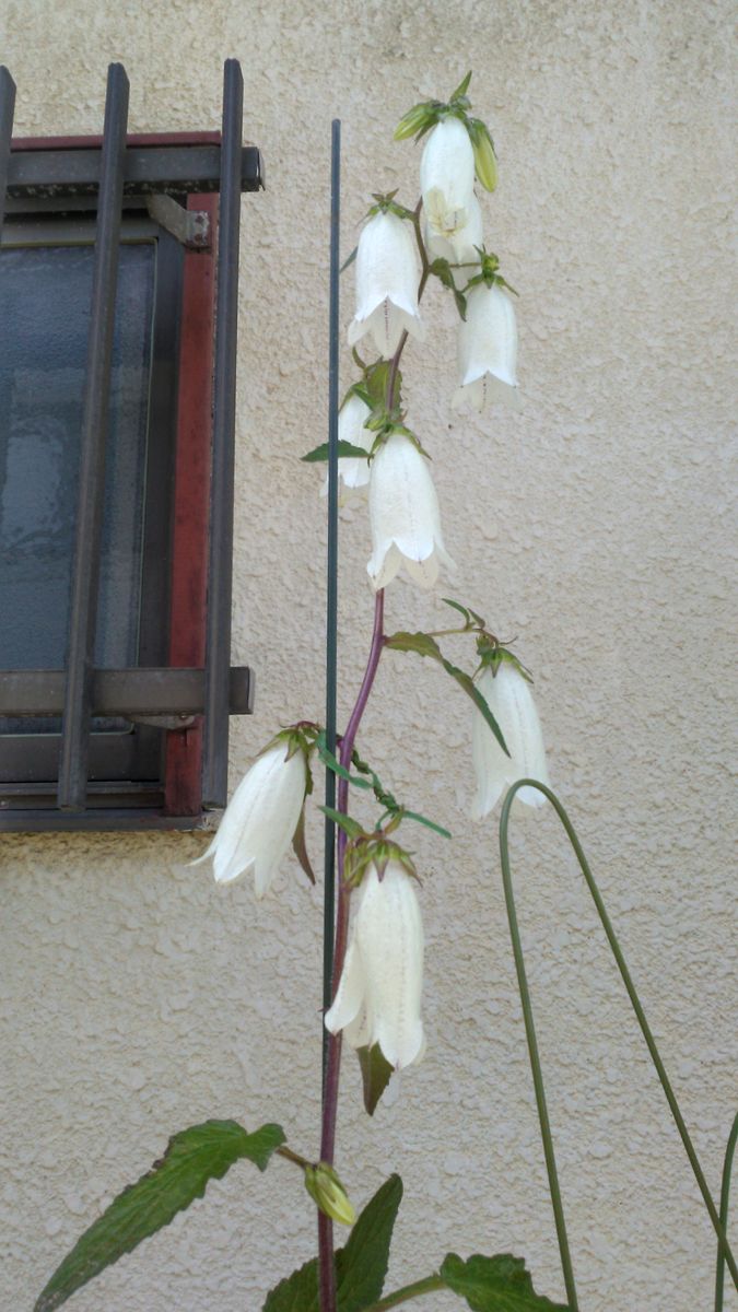 5月25日の花