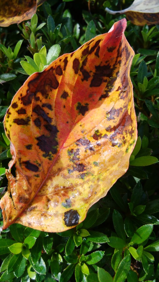 秋み一つけた！🍁🍂