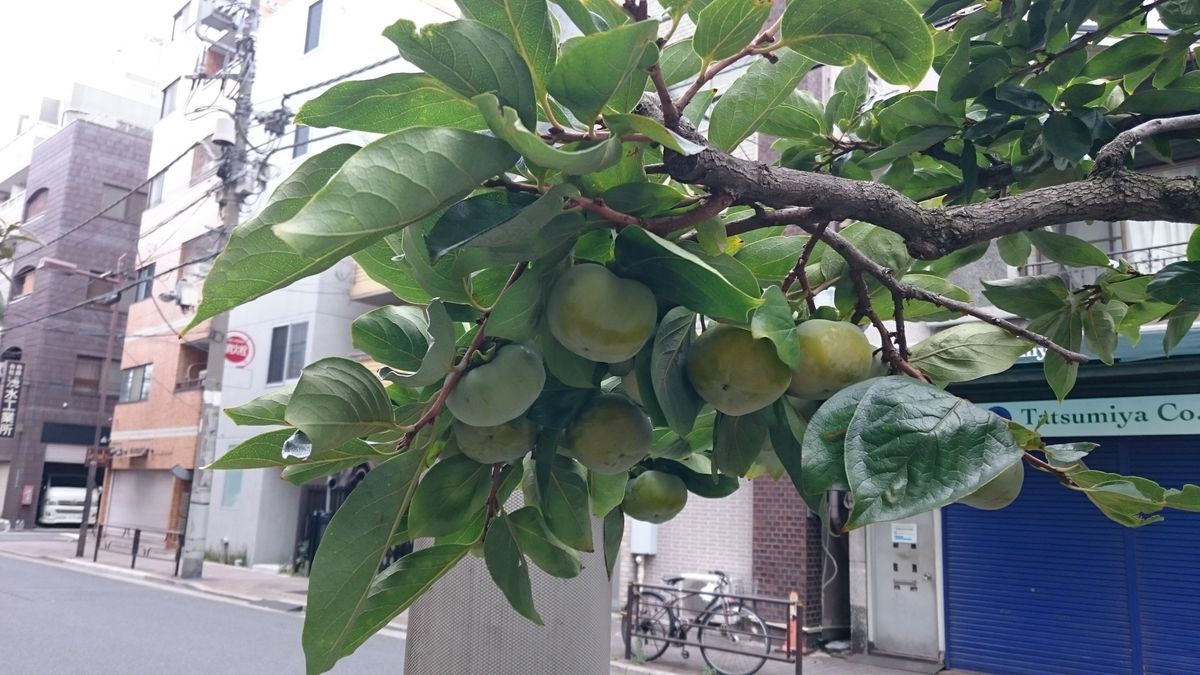 とんでもなく暑い夏とさよなら✋