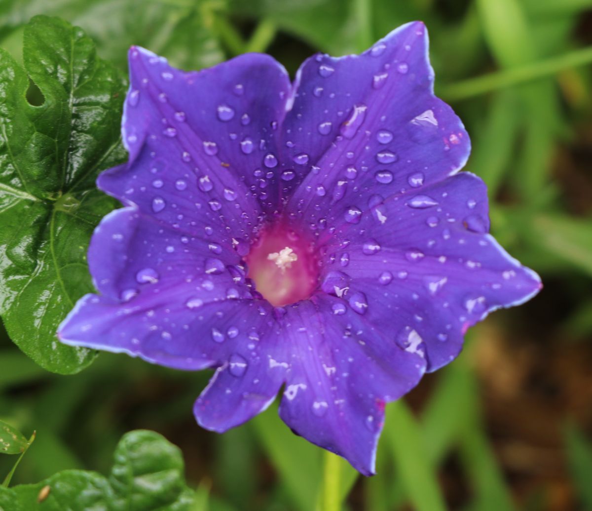 紫系の花（アサガオ、ノボタン、カンナ）