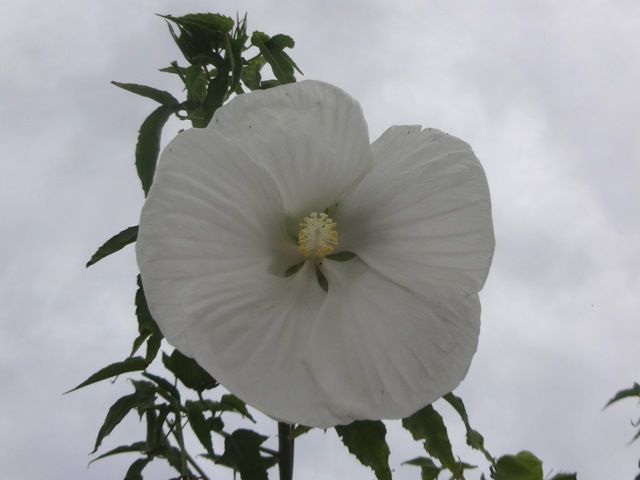 小雨が降る庭より②