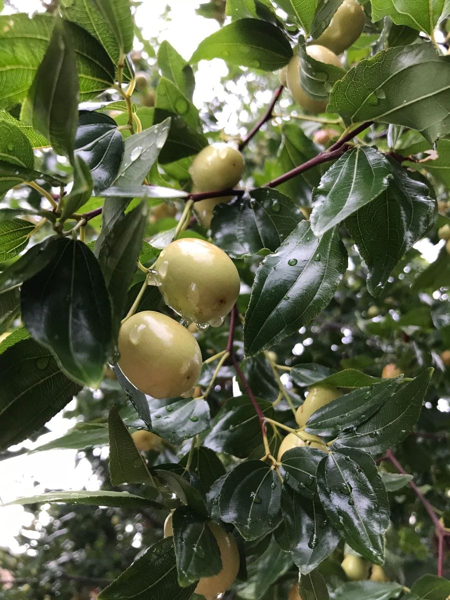 久しぶりの雨☔️